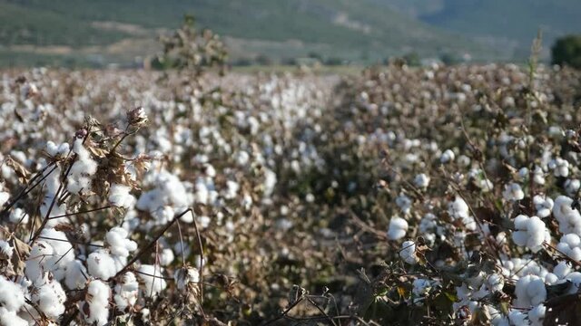 Personal perspective of walking in white cotton field. Farming in rural countryside landscape.
