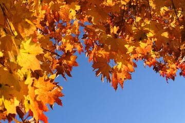 Autumn maple tree leaves over blue sky