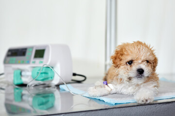An illness maltipoo puppy lies on a table in a veterinary clinic with a catheter in its paw,...