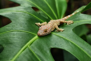 A gecko is on a green leaf