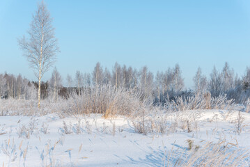 Bunches of dry wild meadow grass covered with crystal hoarfrost growing on white snowy area against magical winter forest