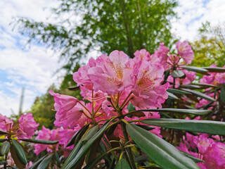 Pink-lilac rhododendron flowers on the background of trees and blue sky with clouds in the botanical garden of St. Petersburg.