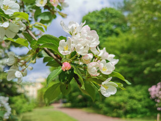 A branch of an apple tree with white and pink flowers on a background of green and blue sky with clouds.