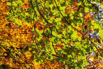 Bunte Farben der Blätter eines Laubbaumes im Herbst