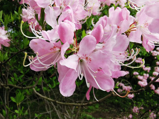 Flowers of pale pink rhododendron Vaseyi (Latin: rhododendron vaseyi (A. Gray) in the botanical garden of St. Petersburg.