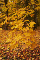 yellow maple leaves on an airy twig against a background of yellow foliage. autumn trees in the park.