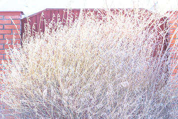 Lush bunch of wild dry grass covered with beautiful crystal hoarfrost growing against yard brick fence in cold winter time