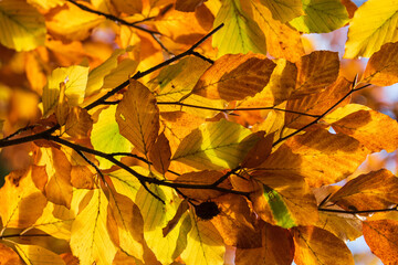 Bunte Farben der Blätter eines Laubbaumes im Herbst