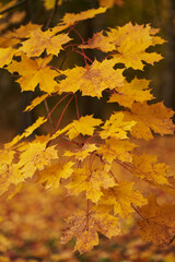 Fototapeta na wymiar tender young maple in autumn. many yellow leaves on thin twigs. airy tree in the park