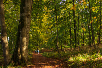 Spaziergang in einem bunten herbstlichen Laubwald
