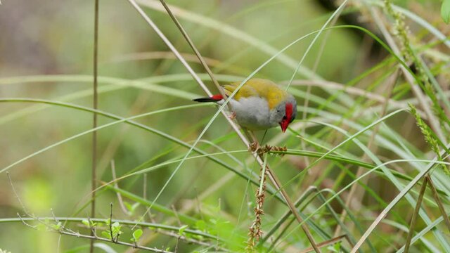 red-browed finch eating seeds of a rush plant near a creek on the central coast of nsw, australia