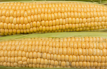ripe yellow corn on the cob