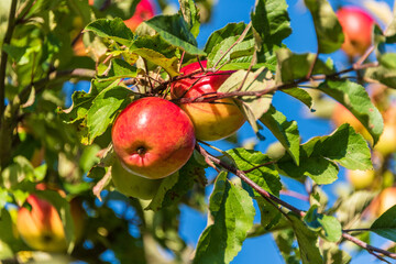 Reife Äpfel am Baum eines Obstartens im Plöner Schloßpark