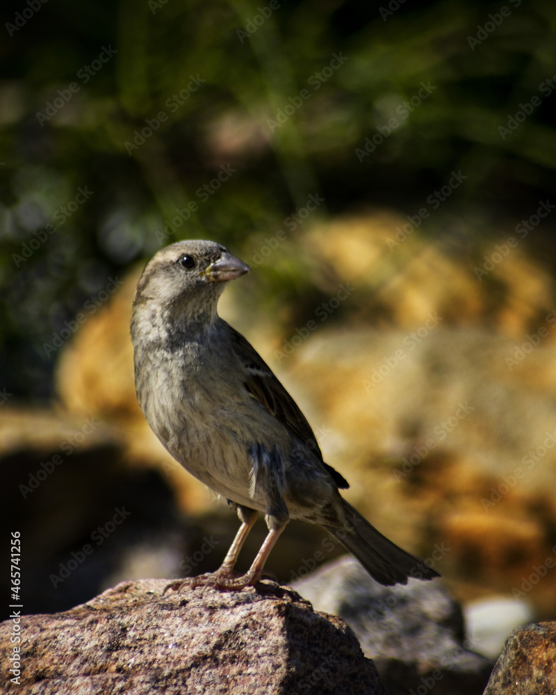 Poster vertical photo of sparrow on the rock