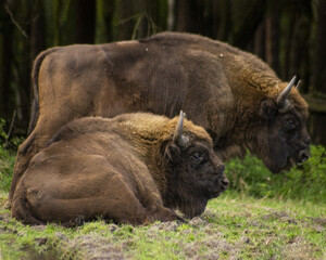 Horizontal photo of a wisent in the wilderness