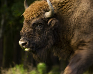Horizontal photo of a wisent in the wilderness