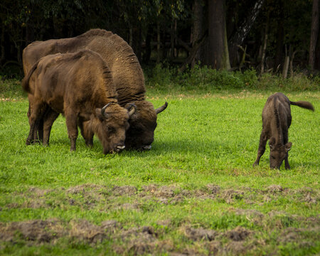 Horizontal photo of a wisent in the wilderness
