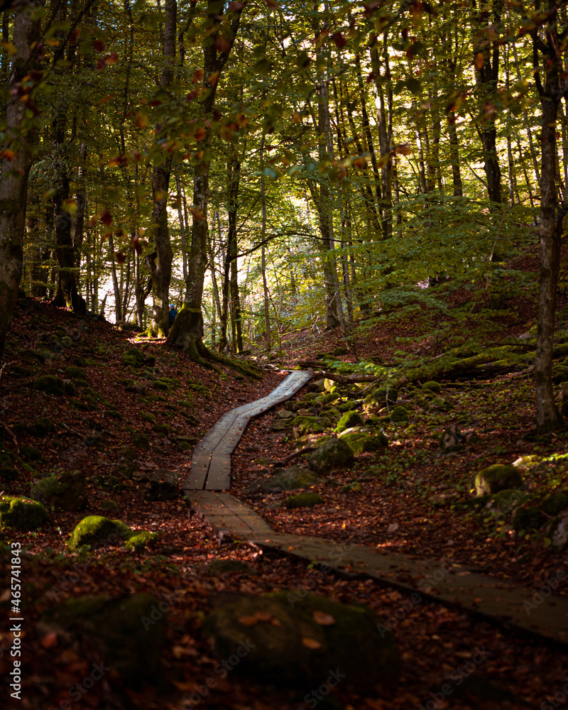 Poster vertical shot of a path leads to the autumn forest