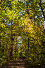 Wanderweg in einem herbstlichen Laubwald am Plöner See