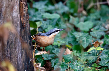 Nuthatch searching for food in the woods