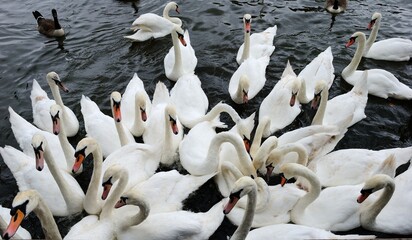 Obraz premium White swans gathered on River Avon in the town of Stratford-upon-Avon in the English county of Warwickshire, UK