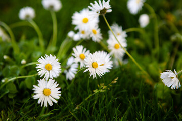 Fototapeta premium White flowers on green grass