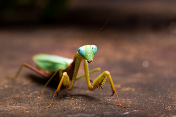 Green praying mantis kind of heirodula vietnam close up on brown background