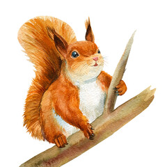 Squirrel on a branch, isolated white background, watercolor animal © Hanna