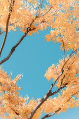 Autumn sky and yellow ginkgo leaves