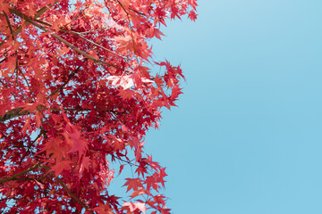 Autumn sky and red leaves.