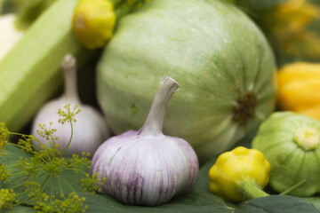 Autumn harvest of vegetables. Garlic, squash and zucchini . Organic food background.