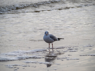Seagull walking along the seashore. Seagull standing on the sandy beach of the sea.