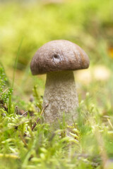 Mushrooms Bolete, fungus in the wild (Boletus pinophilus)