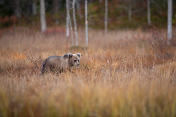 brown bear cub at the taiga, finland-russian border