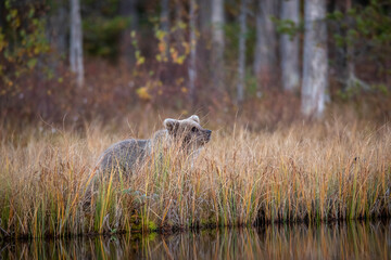 brown bear cub at the taiga, finland-russian border