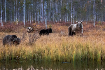 brown bear cub at the taiga, finland-russian border