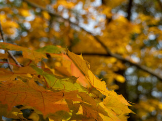 Colorful leaves in the autumn in the park