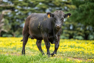 Stud speckle park and angus bull grazing on pasture and yellow flowers.