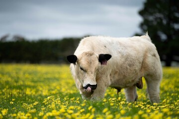 Stud speckle park and angus bull grazing on pasture and yellow flowers.