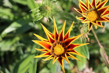 yellow flower in the garden