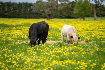 Stud speckle park and angus bull grazing on pasture and yellow flowers.