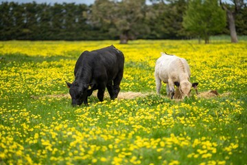Stud speckle park and angus bull grazing on pasture and yellow flowers.