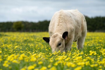 Stud speckle park and angus bull grazing on pasture and yellow flowers.