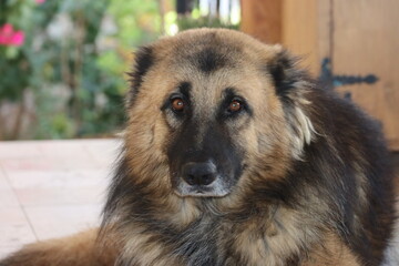 german shepherd portrait