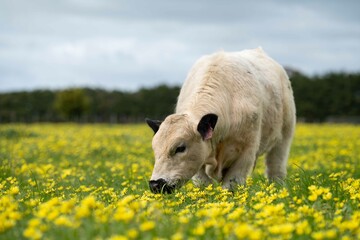 Stud speckle park and angus bull grazing on pasture and yellow flowers.