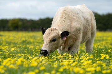 Stud speckle park and angus bull grazing on pasture and yellow flowers.