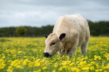 Stud speckle park and angus bull grazing on pasture and yellow flowers.