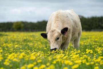 Stud speckle park and angus bull grazing on pasture and yellow flowers.