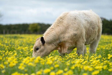 Stud speckle park and angus bull grazing on pasture and yellow flowers.