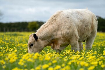 Stud speckle park and angus bull grazing on pasture and yellow flowers.